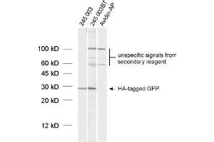 Western Blotting (WB) image for anti-HA-Tag (AA 98-108) antibody (ABIN1742498) (HA-Tag antibody  (AA 98-108))