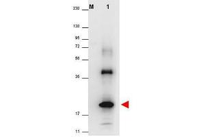 Image no. 1 for anti-Interleukin 32 (IL32) (Isoform 4) antibody (ABIN401103) (IL32 antibody  (Isoform 4))