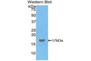 Western Blotting (WB) image for anti-Lectin, Galactoside-Binding, Soluble, 9 (LGALS9) (AA 17-148) antibody (ABIN1172752) (Galectin 9 antibody  (AA 17-148))