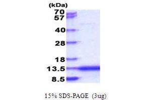 SDS-PAGE (SDS) image for Calcium/calmodulin-Dependent Protein Kinase II Inhibitor 2 (CAMK2N2) (AA 1-79) protein (His tag) (ABIN5853830) (CAMK2N2 Protein (AA 1-79) (His tag))