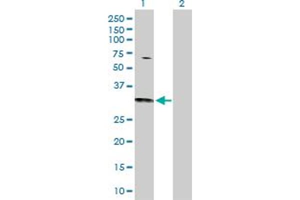 CDC42 antibody  (AA 1-191)