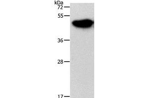 Western Blot analysis of Mouse brain tissue using NDRG3 Polyclonal Antibody at dilution of 1:1050 (NDRG3 antibody)