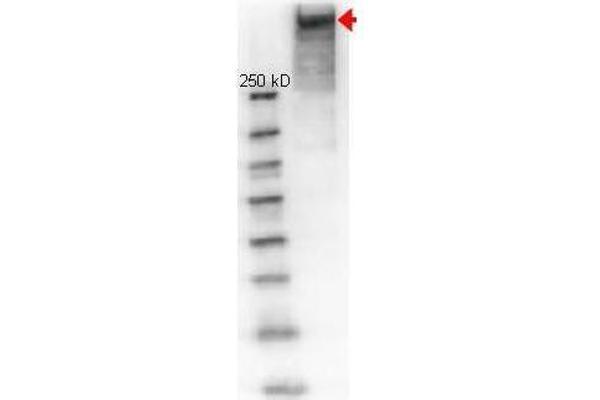 KLH antibody  (Biotin)