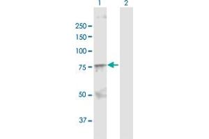 Western Blot analysis of SOX9 expression in transfected 293T cell line by SOX9 MaxPab polyclonal antibody. (SOX9 antibody  (AA 1-509))