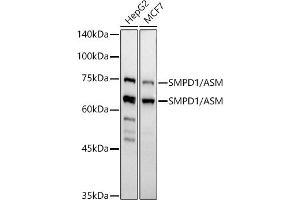 Western blot analysis of extracts of various cell lines, using SMPD1 / ASM antibody (ABIN7270530) at 1:500 dilution. (SMPD1 antibody)