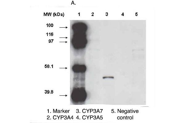 CYP3A7 antibody  (C-Term)