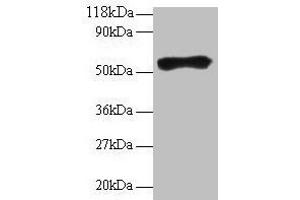 Western blot All lanes: Goat IgG heavy chain antibody at 2 μg/mL + Goat serum at 1: 100 Secondary Rabbit polyclonal to Guinea pig IgG at 1/15000 dilution Predicted band size: 55 kDa Observed band size: 55 kDa (Guinea Pig anti-Goat IgG Antibody)