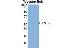 Western Blotting (WB) image for anti-Heat shock factor protein 2 (HSF2) (AA 1-200) antibody (ABIN1859207) (HSF2 antibody  (AA 1-200))