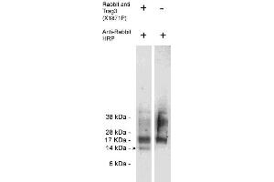 Western blot of endogenous Trag3 present in Jurkat cell lysate (10 ug/lane) using X1872P (0. (CSAG2 antibody)