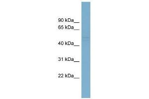 SMYD2 antibody used at 0. (SMYD2A antibody  (N-Term))