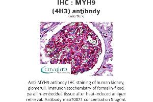 Image no. 1 for anti-Myosin 9 (MYH9) (AA 131-221) antibody (ABIN1723726) (Myosin 9 antibody  (AA 131-221))