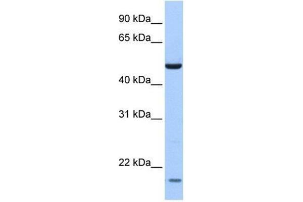 ZNF764 antibody  (N-Term)