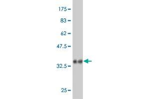 Western Blot detection against Immunogen (36. (RAPGEFL1 antibody  (AA 1-99))