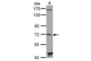 Image no. 1 for anti-Hedgehog Interacting Protein (HHIP) (AA 386-635) antibody (ABIN1498651) (HHIP antibody  (AA 386-635))