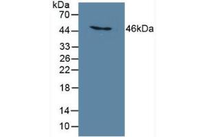 Figure. (C6orf150 antibody  (AA 211-395))