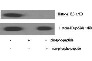 Western Blot (WB) analysis of specific cells using Phospho-Histone H3 (S28) Polyclonal Antibody. (Histone 3 antibody  (pSer28))