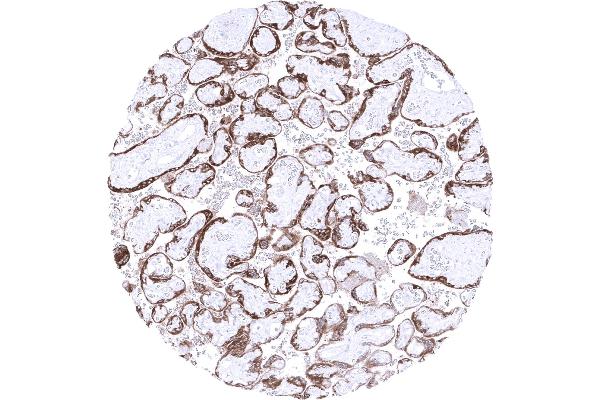 PAPPA antibody  (AA 351-523)