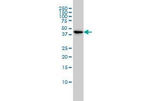 TSC22D4 monoclonal antibody (M06), clone 3C5 Western Blot analysis of TSC22D4 expression in K-562 . (TSC22D4 antibody  (AA 1-395))