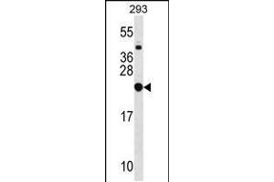 Western blot analysis in 293 cell line lysates (35ug/lane). (RPL9 antibody  (C-Term))
