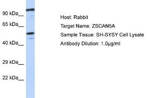 Host: Rabbit Target Name: ZSCAN5A Sample Type: SH-SYSY Whole Cell lysates Antibody Dilution: 1. (ZSCAN5A antibody  (Middle Region))