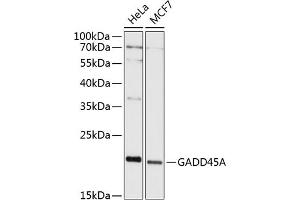 Western blot analysis of extracts of various cell lines, using GA antibody (ABIN6130412, ABIN6140923, ABIN6140926 and ABIN6215461) at 1:1000 dilution. (GADD45A antibody  (AA 1-165))