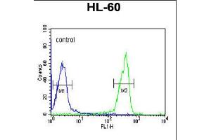 Flow cytometric analysis of HL-60 cells (right histogram) compared to a negative control cell (left histogram). (Osteomodulin antibody  (C-Term))