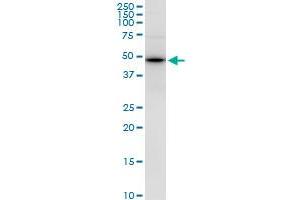 PPP1R7 MaxPab polyclonal antibody. (PPP1R7 antibody  (AA 1-360))