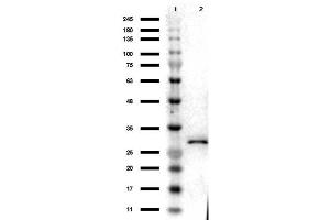 Western Blot Results of Chicken Anti-RFP Antibody. (RFP antibody)