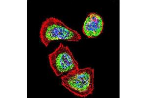 Immunofluorescence (IF) image for anti-Vimentin (VIM) antibody (ABIN1881993)