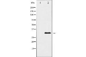 Western blot analysis of hnRNP C1/2 expression in EGF treated HuvEc whole cell lysates,The lane on the left is treated with the antigen-specific peptide. (HNRNPC antibody  (C-Term))