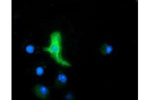 Anti-MAPK7 mouse monoclonal antibody (ABIN2454020) immunofluorescent staining of COS7 cells transiently transfected by pCMV6-ENTRY MAPK7 (RC203506). (MAPK7 antibody)