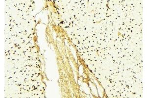 ABIN6276426 at 1/100 staining Mouse liver tissue by IHC-P. (eEF1A1 antibody  (Internal Region))