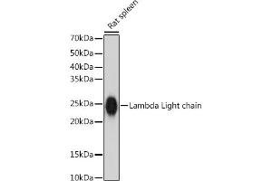 Western blot analysis of extracts of Rat spleen, using Lambda Light chain antibody (ABIN7267847) at 1:1000 dilution. (IGLV1-51 antibody)