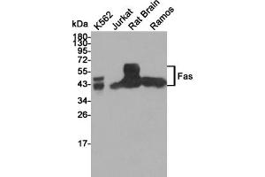 Western blot detection of Fas in K562,Jurkat,Rat Brain and Ramos cell lysates using Fas mouse mAb (1:1000 diluted). (FAS antibody)