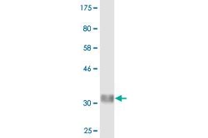 Western Blot detection against Immunogen (35. (FBXW12 antibody  (AA 265-354))