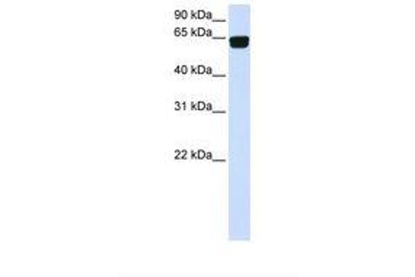 PIGT antibody  (AA 434-483)