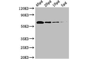 Western Blot Positive WB detected in: Rosseta bacteria lysate at 40 μg, 20 μg, 10 μg, 5 μg All lanes: poxB antibody at 0. (POXB (AA 1-572) antibody (Biotin))