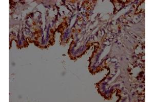 IHC image of ABIN7178921 diluted at 1:200 and staining in paraffin-embedded rat lung tissue performed on a Leica BondTM system. (Lipocalin 2 antibody  (AA 1-198))