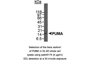 Image no. 1 for anti-BCL2 Binding Component 3 (BBC3) (C-Term) antibody (ABIN363484) (PUMA antibody  (C-Term))