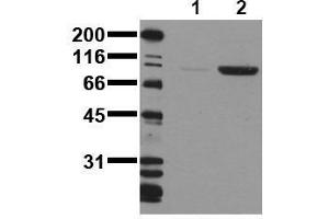 Western Blotting (WB) image for anti-CD22 Molecule (CD22) (pTyr1150), (pTyr1151) antibody (ABIN126818) (CD22 antibody  (pTyr1150, pTyr1151))