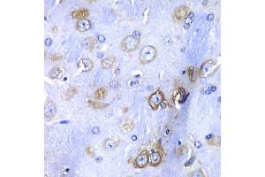 Immunohistochemistry of paraffin-embedded mouse brain using RPS3A antibody at dilution of 1:100 (x40 lens). (RPS3A antibody)