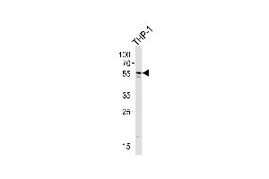 Western blot analysis of lysate from THP-1 cell line, using C Antibody (Center) (ABIN654467 and ABIN2844201). (CF150 (AA 266-295) antibody)