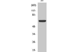 Western Blot analysis of various cells using Kv1. (KCNA3 antibody)