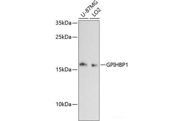 GPIHBP1 antibody