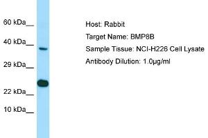 Host: Rabbit Target Name: BMP8B Sample Type: NCI-H226 Whole Cell lysates Antibody Dilution: 1. (BMP8B antibody  (N-Term))