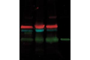 Simultaneous detection of three proteins on a single blot using -labeled secondary antibody conjugates. (DyLight™ Multiplex 488/800 Duo Western Blot Kit - KFA015)