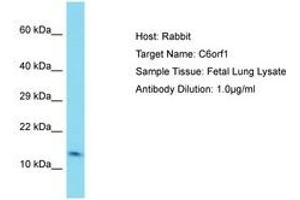 Image no. 1 for anti-Chromosome 6 Open Reading Frame 1 (C6ORF1) (AA 33-82) antibody (ABIN6750775) (C6ORF1 antibody  (AA 33-82))