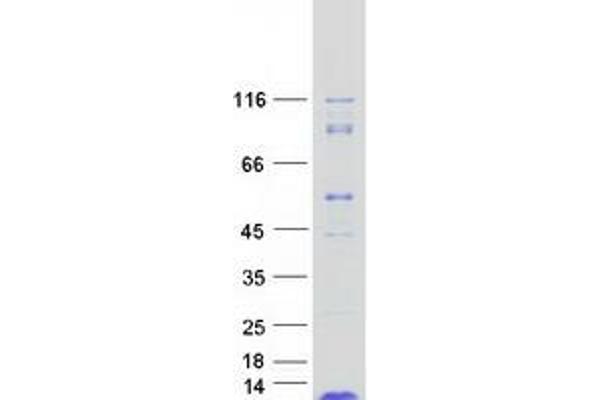 ROMO1 Protein (Myc-DYKDDDDK Tag)