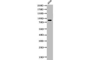 Western Blot analysis of A549 cells using Acetyl-HSP 90 (K435) Polyclonal Antibody (HSP9AA1 (acLys435) antibody)