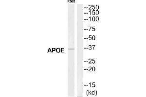 Western blot analysis of extracts from K562 cells, using APOE antibody. (APOE antibody  (C-Term))